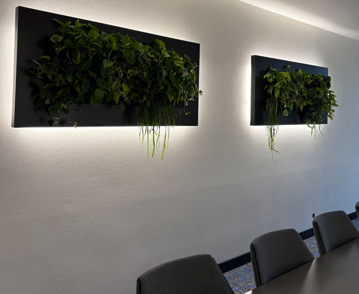 Livepicture - mit Hintergrundbeleuchtung